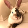 hiphopbunnymk